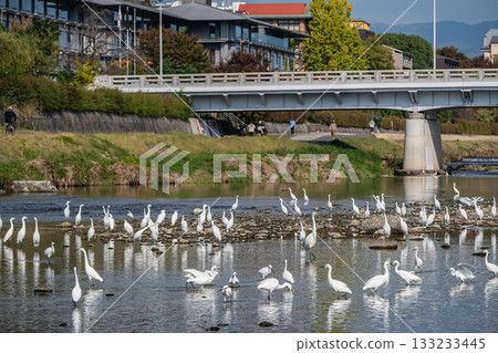 A flock of egrets (little egrets) on the Kamo River 133233445