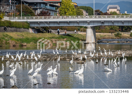 A flock of egrets (little egrets) on the Kamo River 133233446