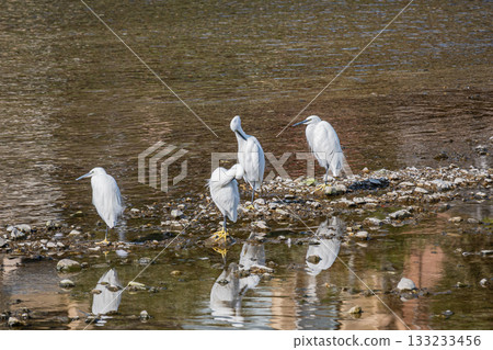 A little egret preening its feathers at the Kamo River A little egret preening its feathers at the Kamo River 133233456