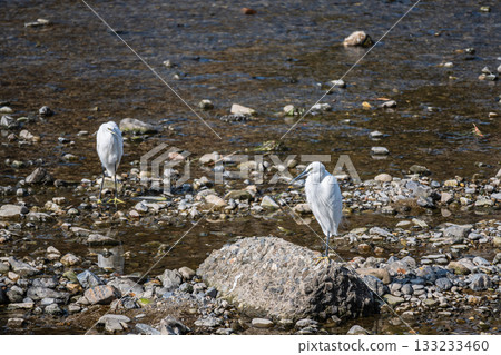 White Egret (Little Egret) of Kamo River White Egret (Little Egret) of Kamo River 133233460