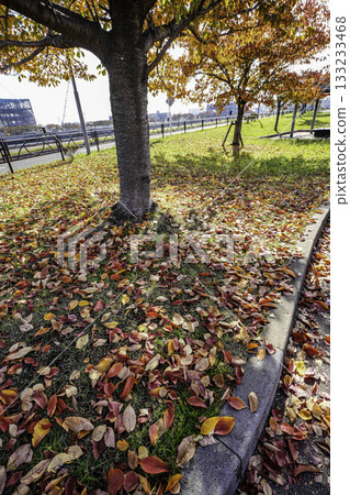 Carpet of fallen leaves 133233468