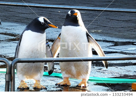 Pengi's Walk 133233494