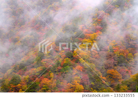 Mist-covered mountainside covered in autumn leaves Mist-covered mountainside covered in autumn leaves 133233555
