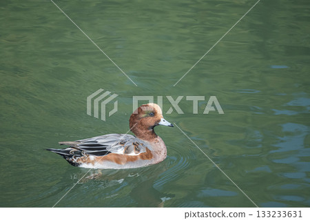 琵琶湖運河的雄性 Wigeon 琵琶湖運河的雄性 Wigeon 133233631