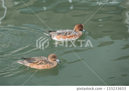 Male and female Wigeons at Lake Biwa Canal 133233633