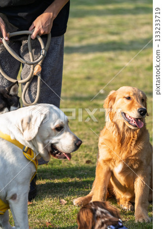 Golden Retriever playing on the lawn Golden Retriever playing on the lawn 133233719