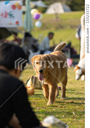 Golden Retriever playing on the lawn 133233722