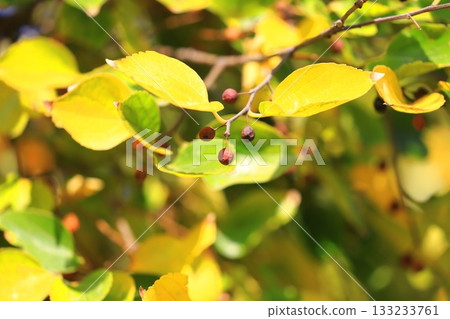 金針菇的秋葉和果實 金針菇的秋葉和果實 133233761