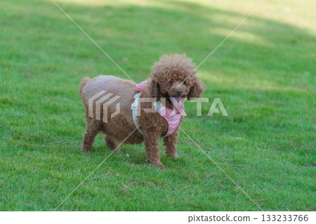 Brown Teddy Dog on the Grass Brown Teddy Dog on the Grass 133233766