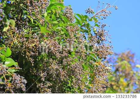 Fruit of privet (Glossy privet) 133233786