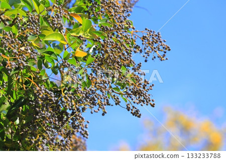 Fruit of privet (Glossy privet) Fruit of privet (Glossy privet) 133233788