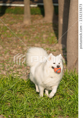 Samoyed playing ball on the grass 133233873