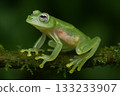 A rare glass frog with transparent internal organs 133233907