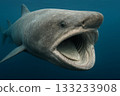 Megamouth shark, a mysterious deep-sea shark that swims with a huge mouth 133233908
