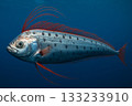 The graceful form of the rare deep-sea fish, the oarfish 133233910