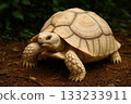 A rare albino African spurred tortoise baby 133233911