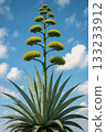 Agave flowers: A rare sight, blooming once every few decades 133233912