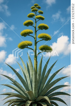 Agave flowers: A rare sight, blooming once every few decades Agave flowers: A rare sight, blooming once every few decades 133233912