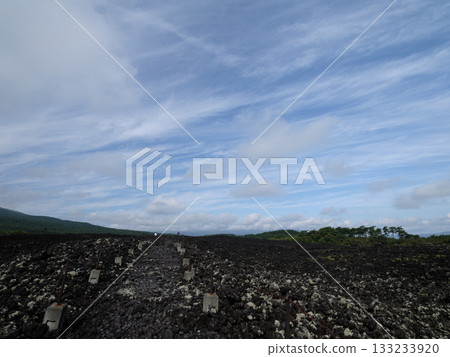 燒橋熔岩流～岩手山（特別天然紀念物） 133233920