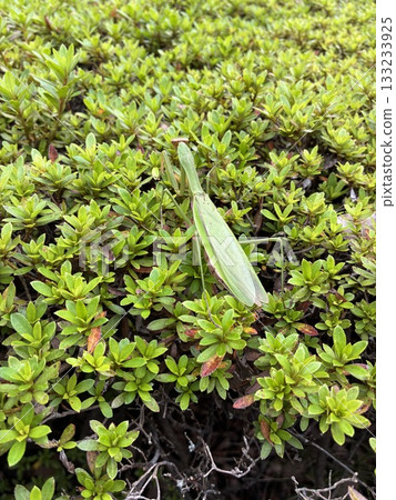 螳螂 螳螂 133233925