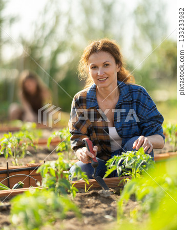 Woman loosens soil in beds near tomato seedlings in her garden 133233982
