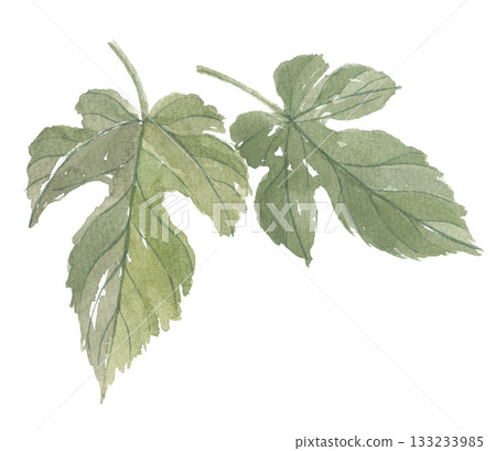 兩片水彩桑葉 133233985