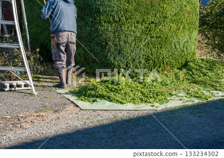 pruning, gardener, landscaper 133234302