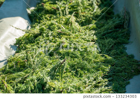 pruning, gardener, garden 133234303