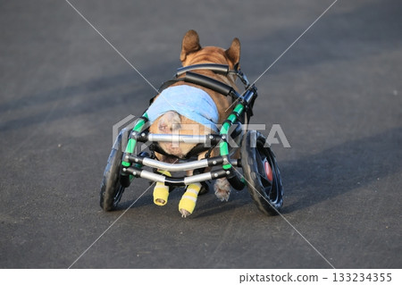 Dog wheelchair Dog wheelchair 133234355