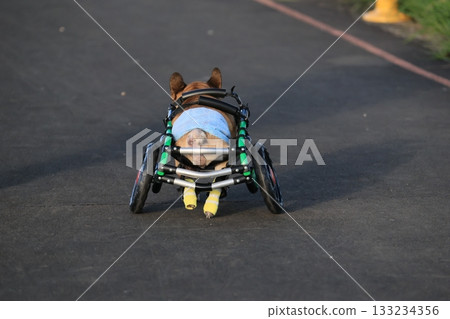 Dog wheelchair Dog wheelchair 133234356