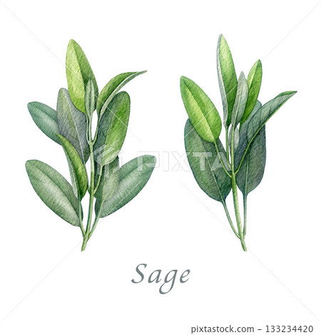 Sage herb set watercolor vintage illustration. Hand drawn salvia officinalis plant. Realistic botanical sage organic herb element. Natural salvia stem with green leaves isolated on white background Sage herb set watercolor vintage illustration. Hand drawn salvia officinalis plant. Realistic botanical sage organic herb element. Natural salvia stem with green leaves isolated on white background 133234420