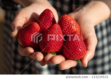 A woman's hand holds a lot of ripe red strawberries (woman) Strawberry picking image A woman's hand holds a lot of ripe red strawberries (woman) Strawberry picking image 133234531
