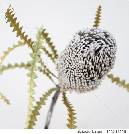 班克木切花 133234536