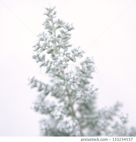 聖誕樹狀的科奇亞 1 133234537