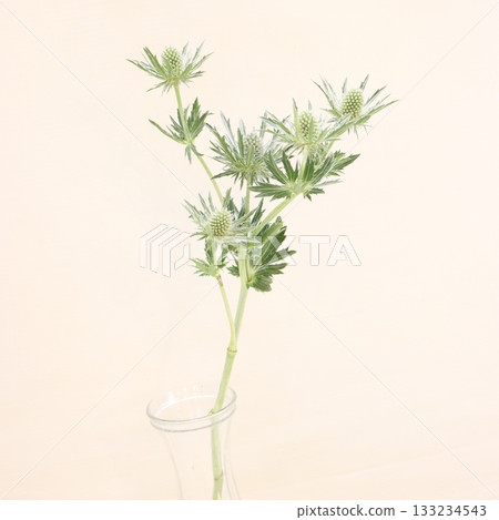 Eryngium Sirius cut flower 1 Eryngium Sirius cut flower 1 133234543