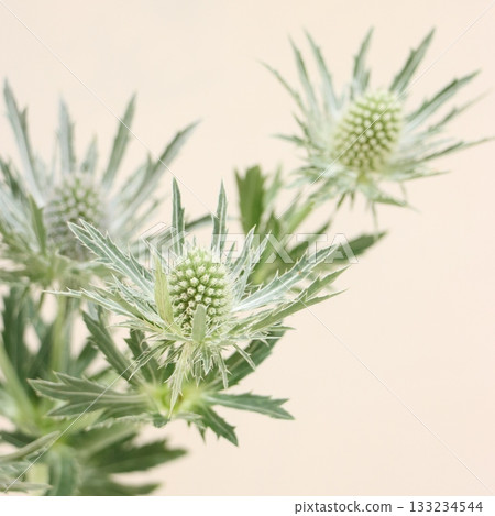 Eryngium Sirius cut flower 1 133234544