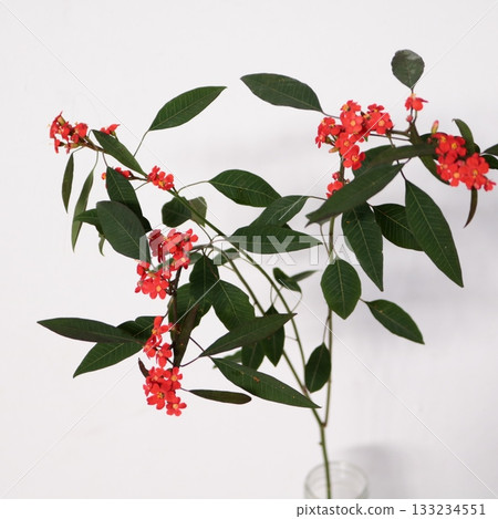 大戟屬植物Euphorbia fulgens的紅色花 1 133234551