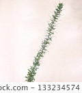 Silver leaf acacia cutting 1 133234574