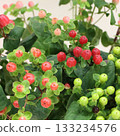 Colorful Hypericum 2 133234576