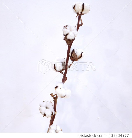 1 Cotton Tree Cutting 133234577