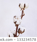 Cotton tree cuttings 2 133234578