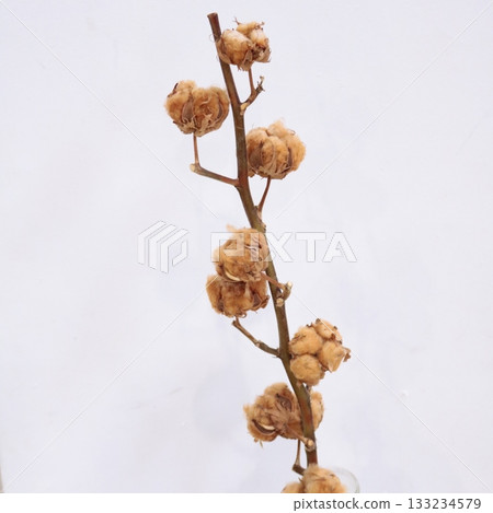 棕棉樹插枝 1 133234579