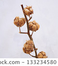 Brown cotton tree cuttings 2 133234580