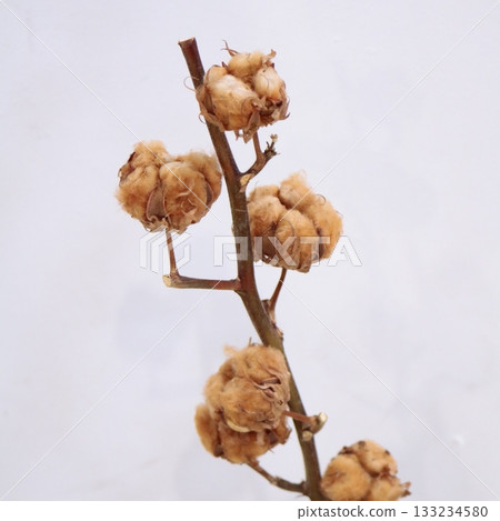 棕色棉樹插枝 2 棕色棉樹插枝 2 133234580