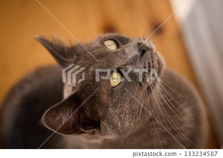 A curious gray cat gazes upwards. 133234587