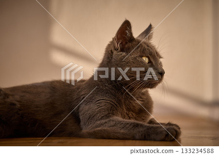A gray cat rests peacefully in warm sunlight indoors. 133234588