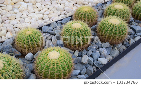 sphere cactus in the greenhouse garden 133234760