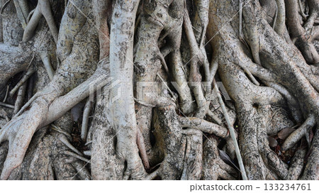 big trunk of banyan, brown old root tree 133234761