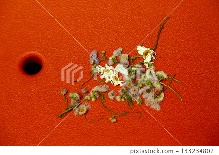 Dried flower Dried flower 133234802