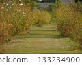 Autumn path with cosmos blooming 133234900